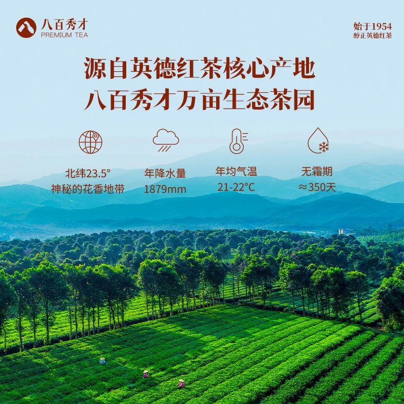 Yingde Black Tea 1954 Huaxiang Yingjiu Gift Box | BABAIXIUCAI Premium Tea